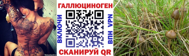 Галлюциногенные грибы Psilocybine cubensis  где купить наркоту  Минеральные Воды 